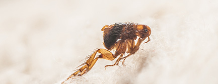 Fleas & Ticks