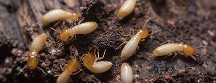 Termites