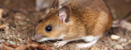 White Footed Mouse