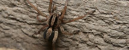 Wolf Spiders