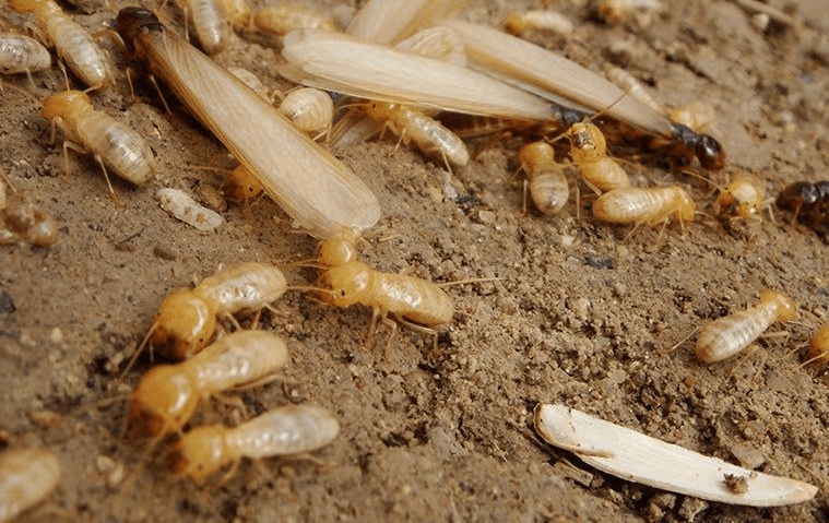 Termite