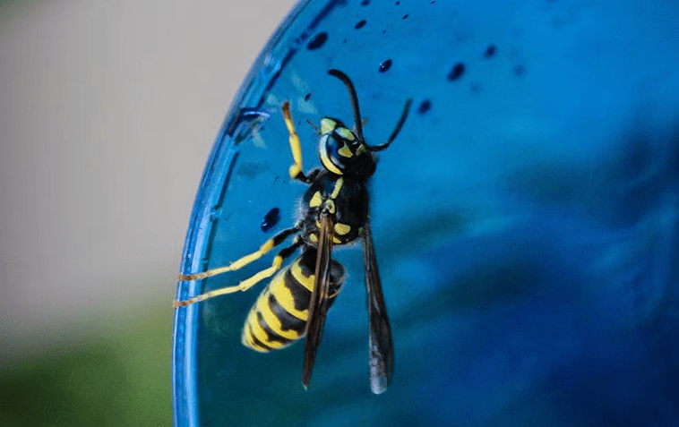 Wasp