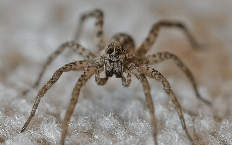 Wolf Spider